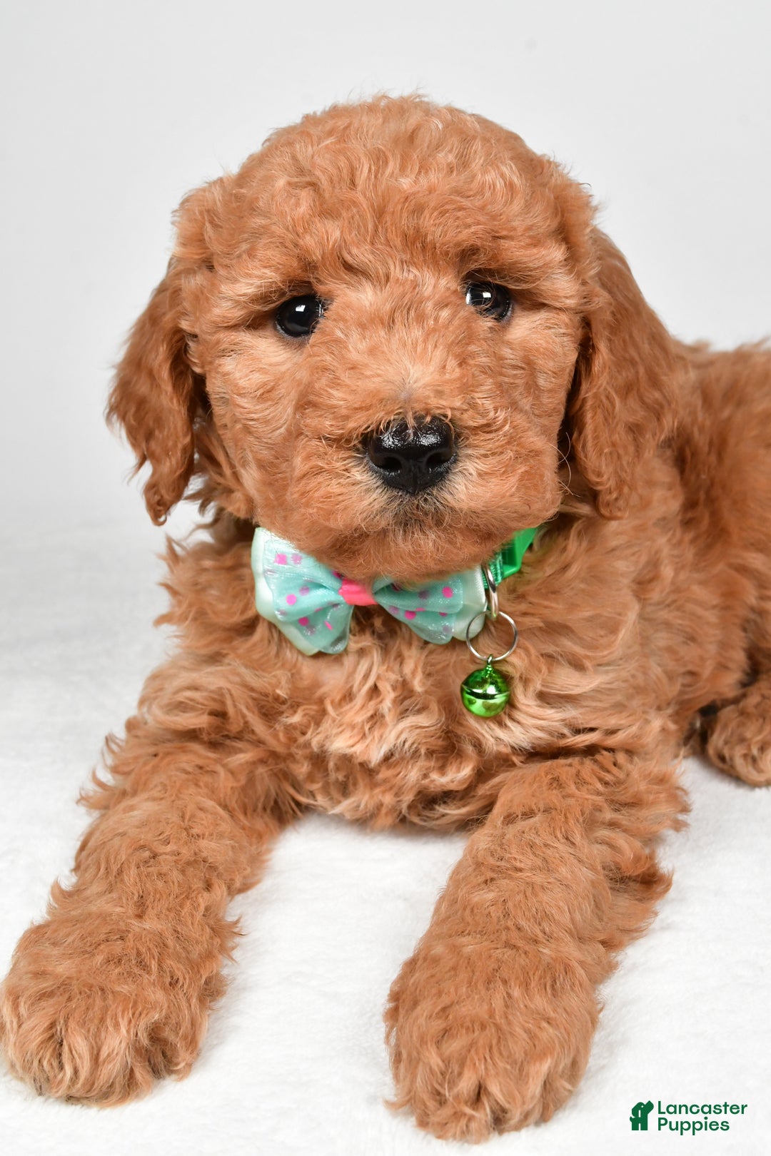 Mini Goldendoodle dogs for sale: Rusty f one b - Ad 5