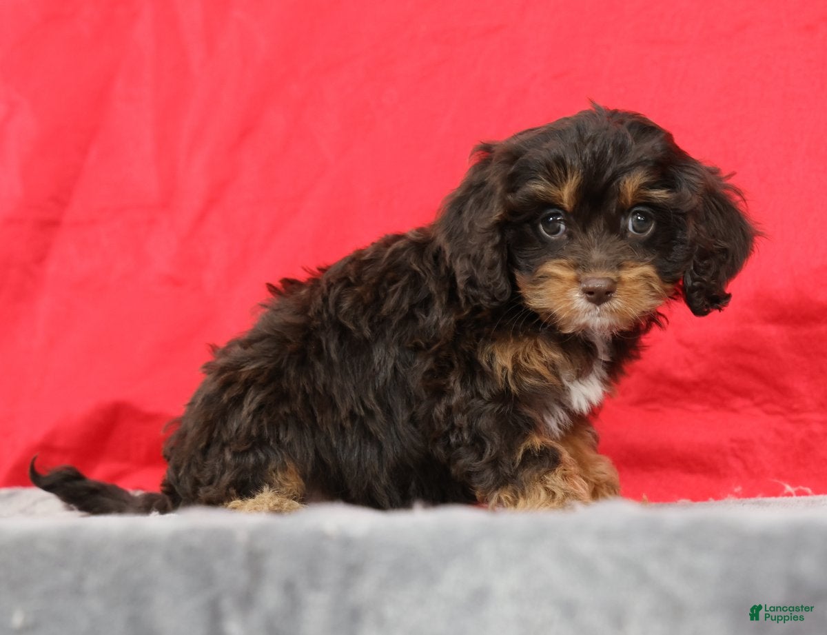 Cavapoo dogs Candy - Ad 2