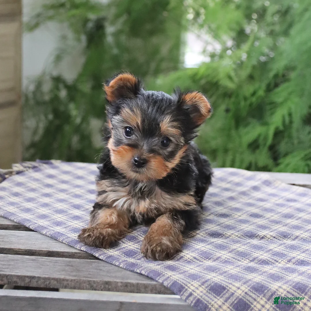 Yorkshire Terrier dogs for sale: Rosie - Ad 5