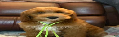 Goldendoodle 2
