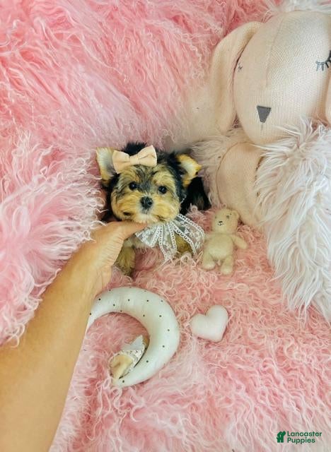 Yorkshire Terrier dogs Teacup Yorkshire Terrier 1 - Ad 2