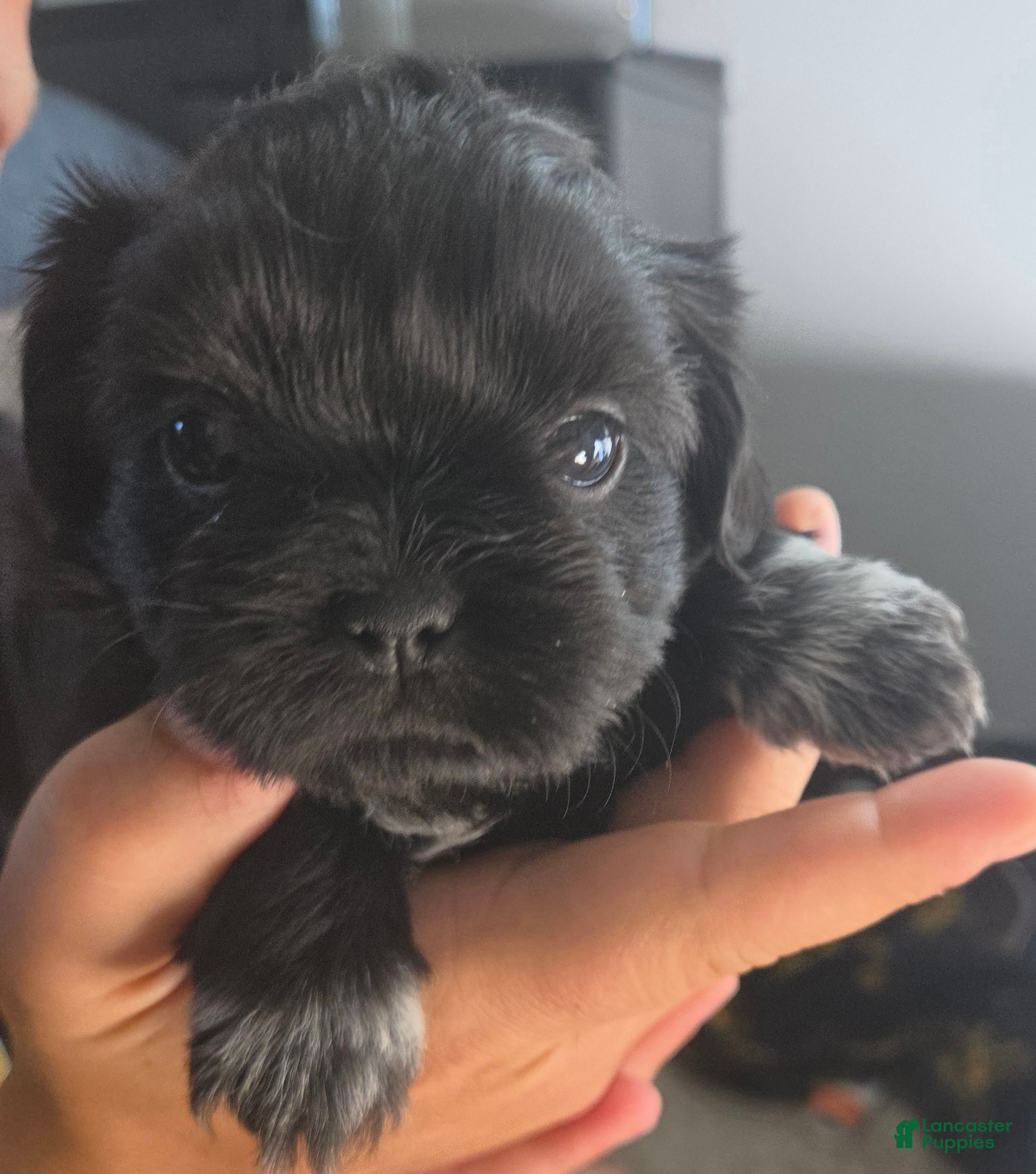 Shih Tzu dogs Daisy - Ad 28