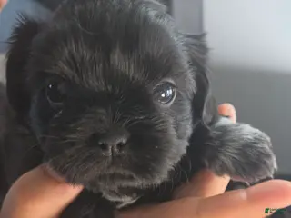 Shih Tzu dogs Daisy - Ad 16