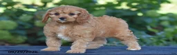 Cavapoo dogs for sale: Callie - Ad 5