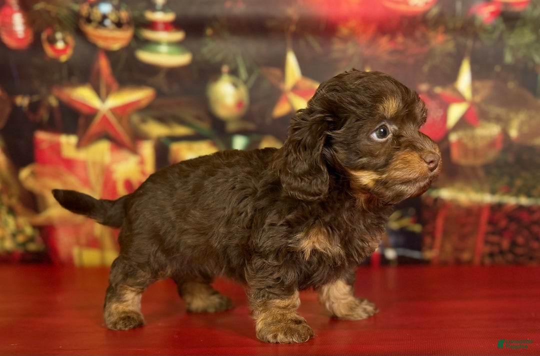 Mixed Breed dogs for sale: Queenie - Ad 5