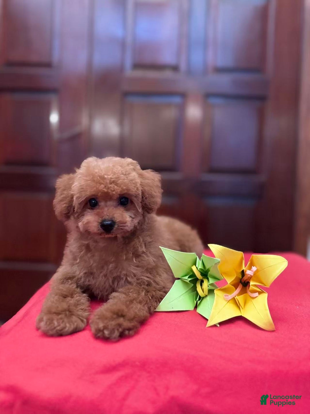 Toy Poodle dogs for sale: Toy Poodle Puppy 3 - Ad 2