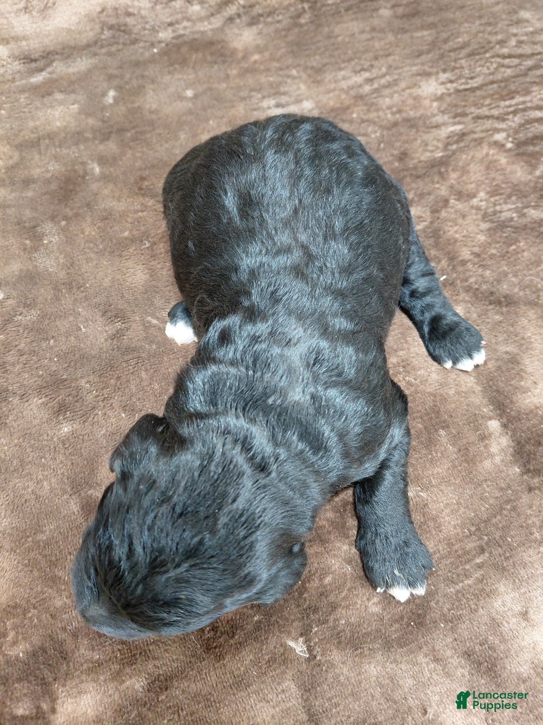 Bernedoodle dogs for sale: Baron - Ad 3