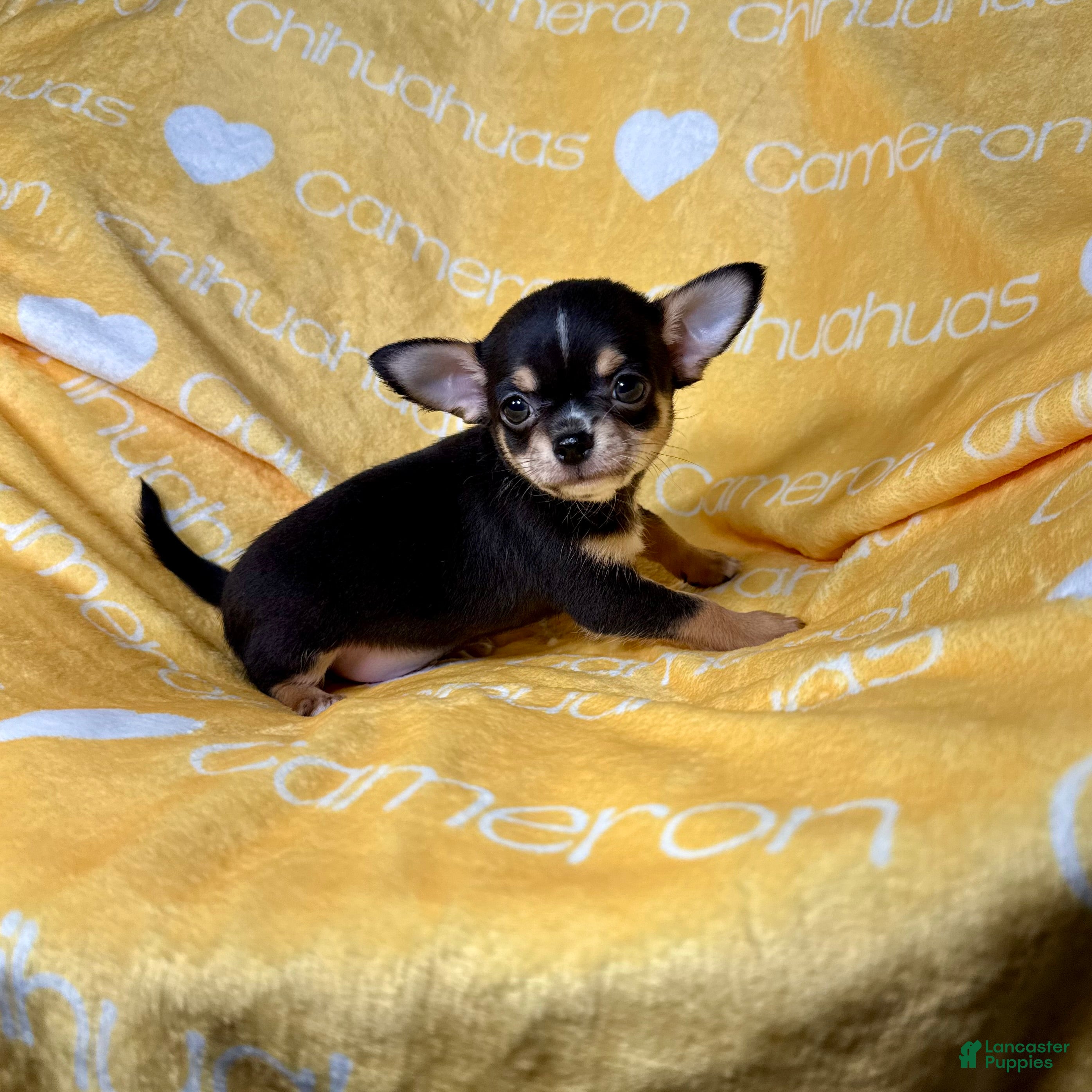 Chihuahua dogs Tiny Apollo Short Coat Tri - Ad 2