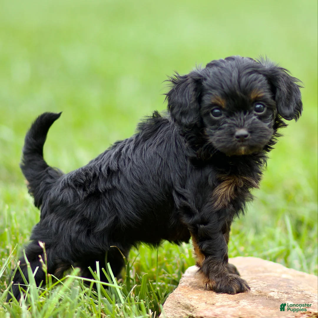 Cavapoo dogs for sale: Wren - Ad 1