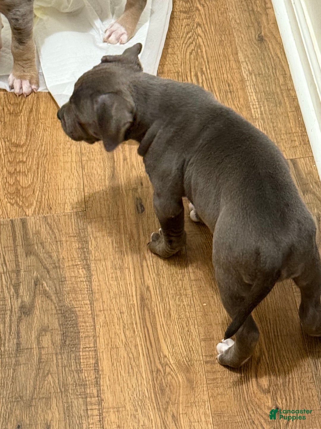 American Bully dogs for sale: American bully classic  - Ad 3