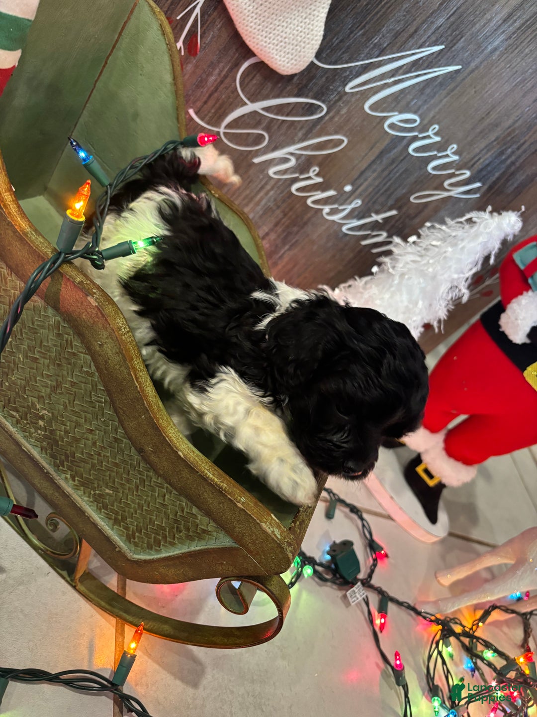 Cockapoo dogs for sale: Cockapoo Puppy 3 - Ad 10