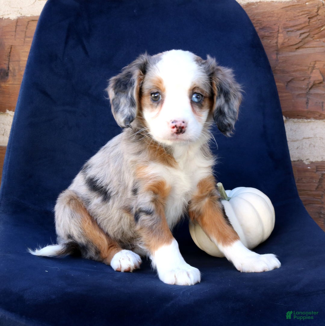 Mini Bernedoodle dogs for sale: Lucy  - Ad 1