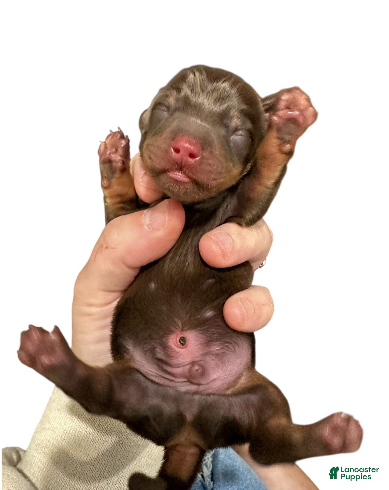 Miniature Dachshund dogs for sale: Chocolate and Tan boy - Ad 3