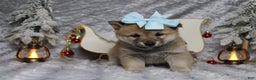Shiba Inu dogs for sale: Gin  - Ad 3