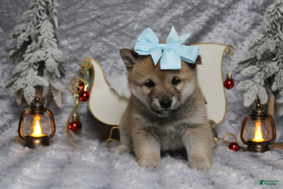 Shiba Inu dogs for sale: Gin  - Ad 3