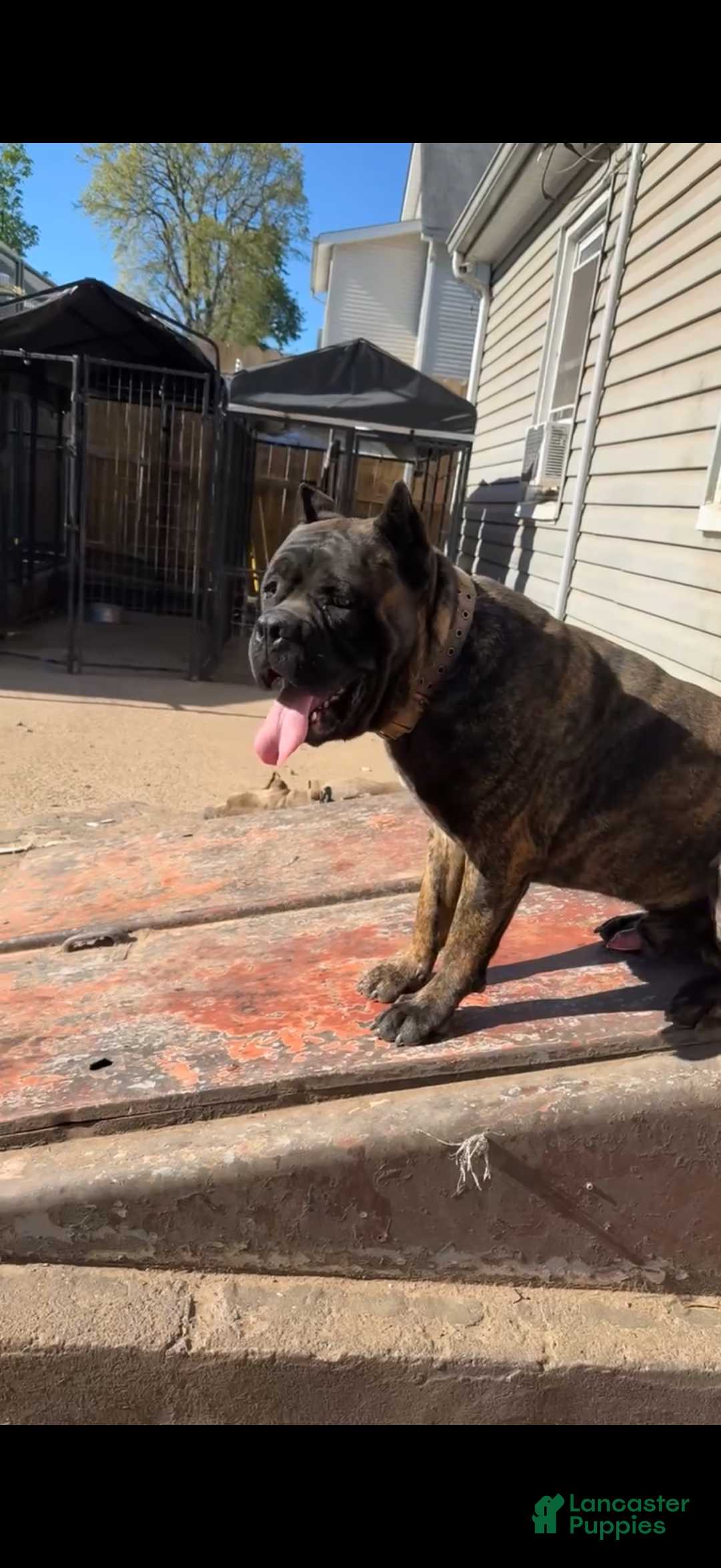 Cane Corso dogs for sale: Sweet tea  - Ad 5