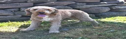 Mini Aussiedoodle dogs for sale: Joy - Ad 7