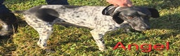 German Shorthaired Pointer dogs for sale: German Shorthaired Pointer Puppy 1 - Ad 1