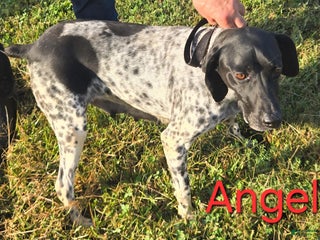 German Shorthaired Pointer dogs German Shorthaired Pointer Puppy 1 - Ad 29