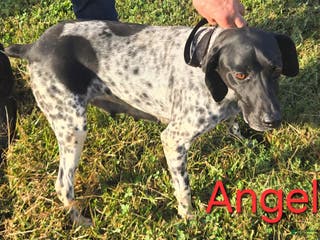 German Shorthaired Pointer dogs German Shorthaired Pointer Puppy 1 - Ad 10