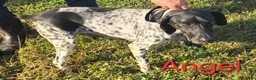 German Shorthaired Pointer dogs for sale: German Shorthaired Pointer Puppy 1 - Ad 1