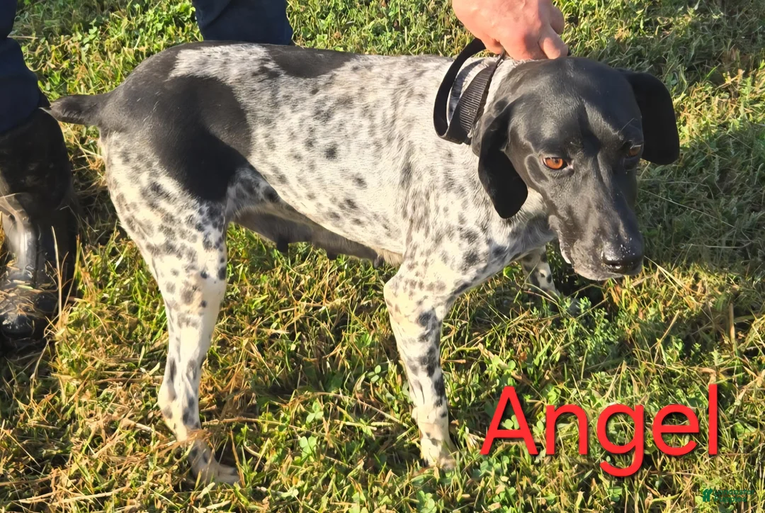 German Shorthaired Pointer dogs for sale: German Shorthaired Pointer Puppy 1 - Ad 1