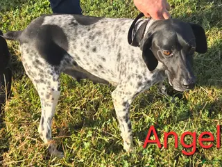 German Shorthaired Pointer dogs German Shorthaired Pointer Puppy 1 - Ad 16