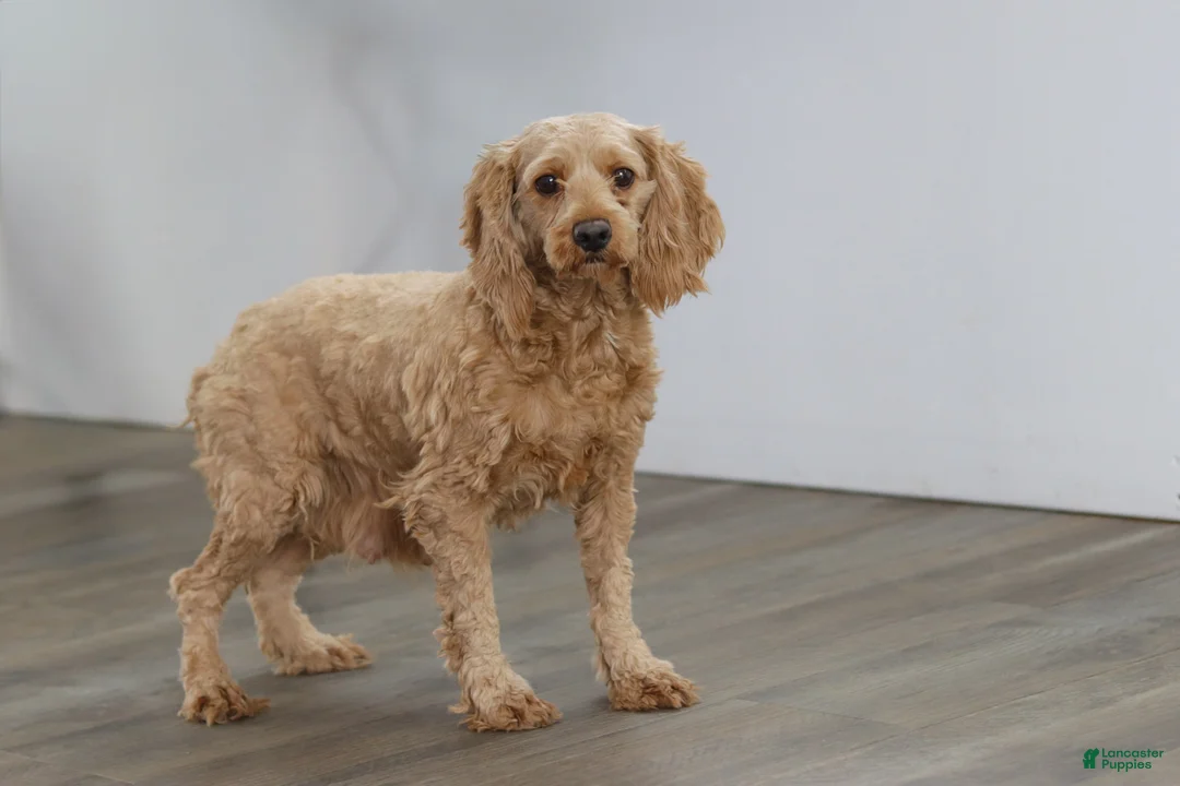 Cockapoo dogs for sale: Luca - Ad 12