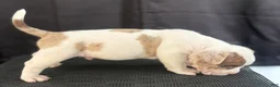 American Bully dogs for sale: American Bully 2 - Ad 3