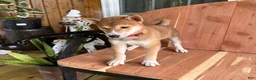 Shiba Inu dogs for sale: Shiba Inu Puppy 4 - Ad 7