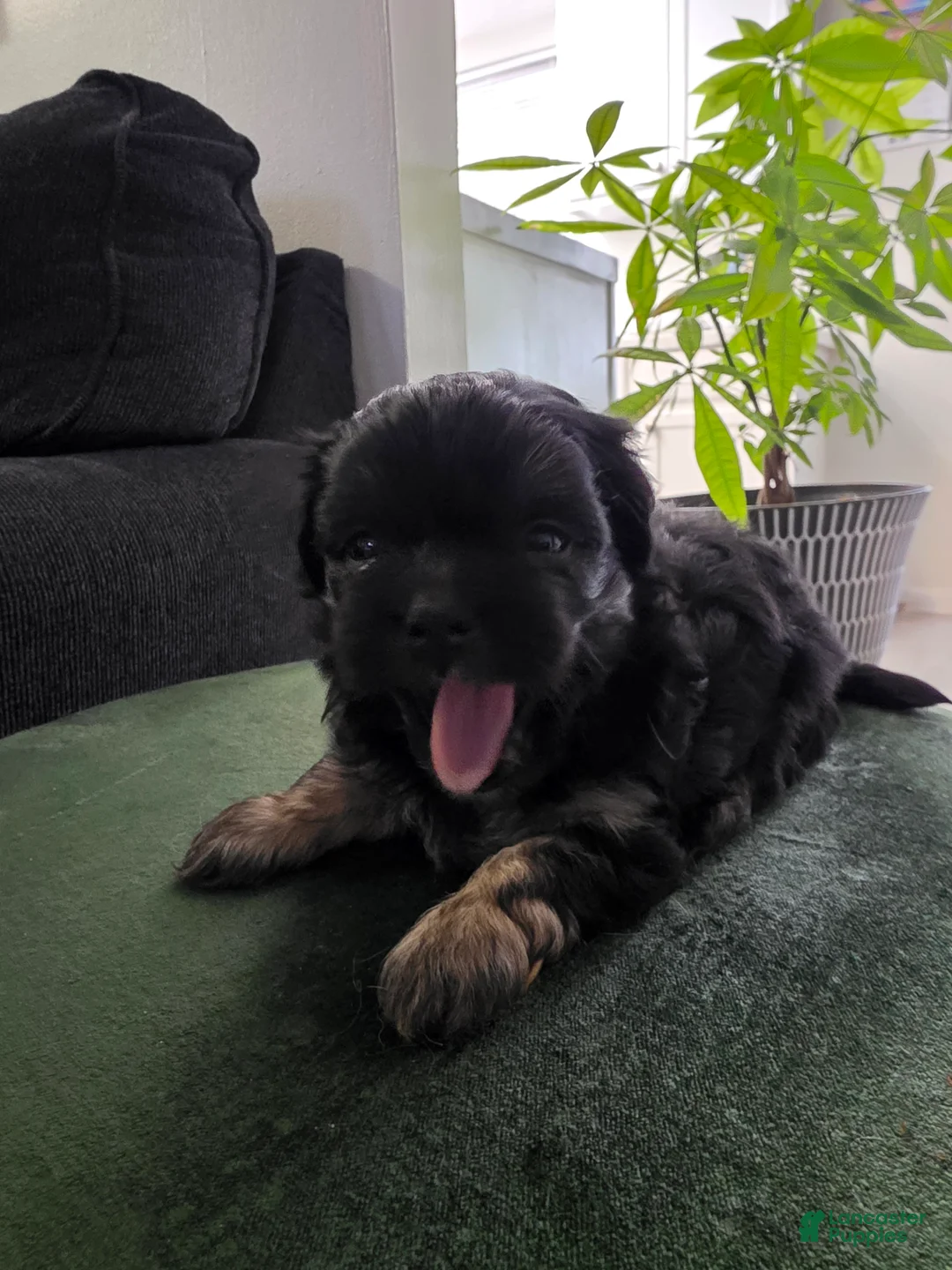 Shih Tzu dogs for sale: Shih Tzu 2 - Ad 2