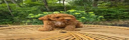 Mini Goldendoodle dogs for sale: Cash - Ad 2