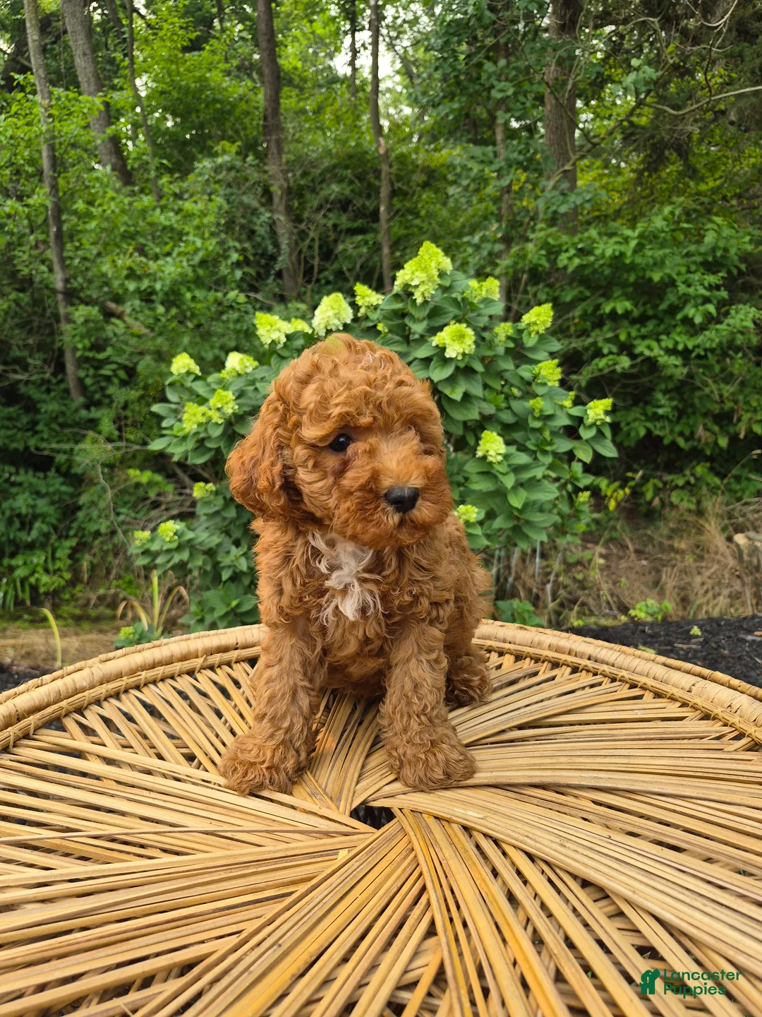 Mini Goldendoodle dogs for sale: Cash - Ad 2