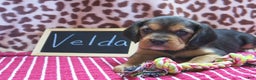 Beaglier dogs for sale: Velda - Ad 6