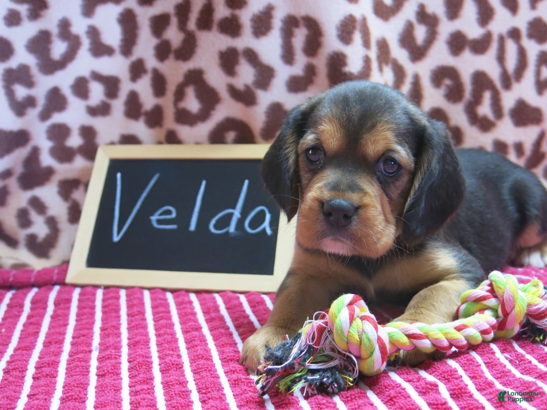 Beaglier dogs for sale: Velda - Ad 6