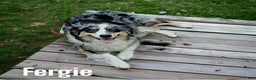 Australian Shepherd dogs for sale: Neil - Ad 4