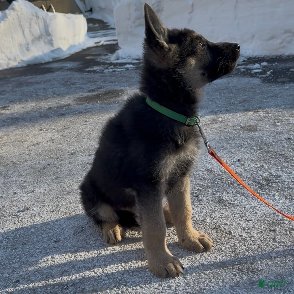 German Shepherd dogs SWAYZE - Ad 31