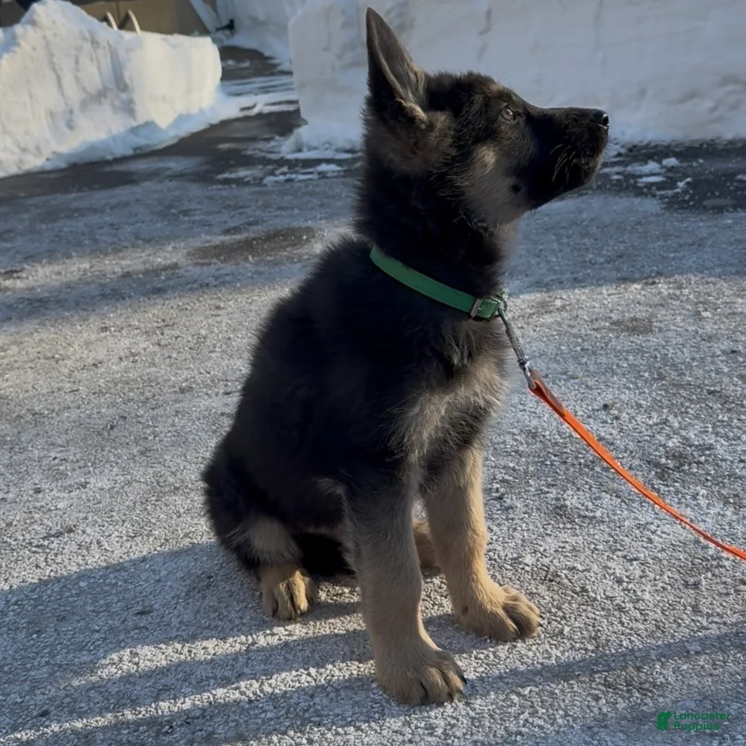 German Shepherd dogs for sale: SWAYZE - Ad 6