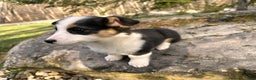 Welsh Corgi Pembroke dogs for sale: Banner - Ad 9