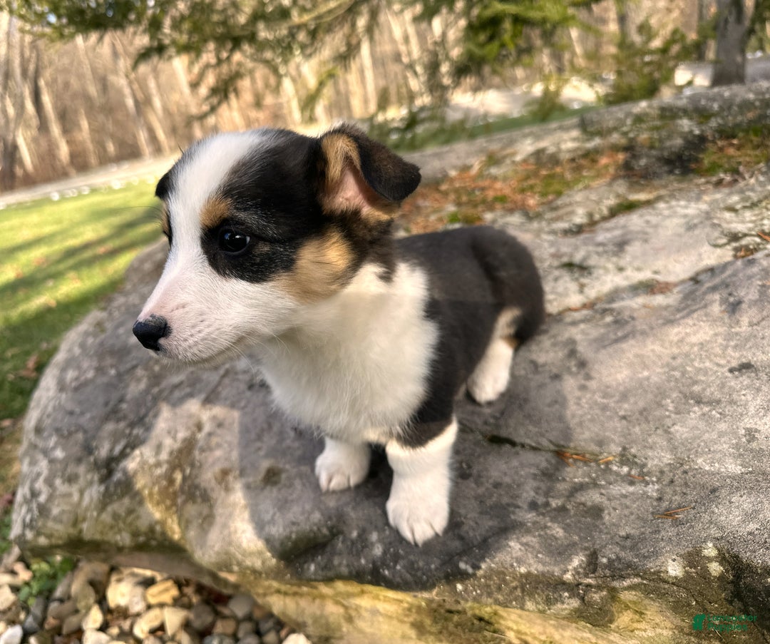 Welsh Corgi Pembroke dogs for sale: Banner - Ad 9