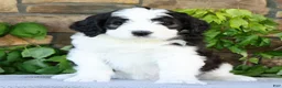 Saint Berdoodles dogs for sale: Violet - Ad 2