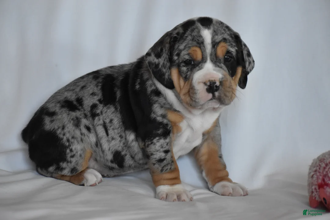 Beabull dogs for sale: Giselle - Ad 2