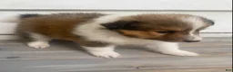 Shetland Sheepdog dogs for sale: Leif  - Ad 18