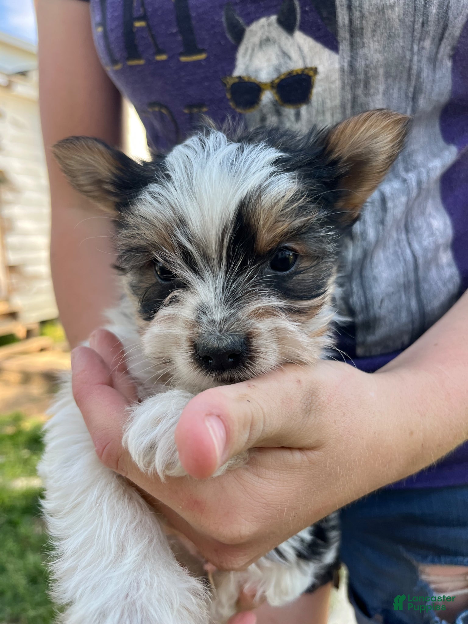 Yorkshire Terrier dogs Yorkshire Terrier Puppy 1 - Ad 26