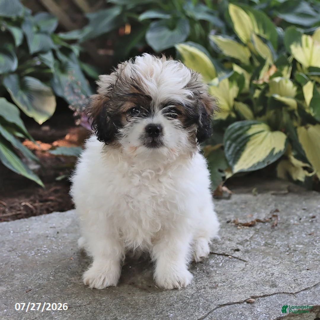Pugapoo dogs for sale: Shasta - Ad 2