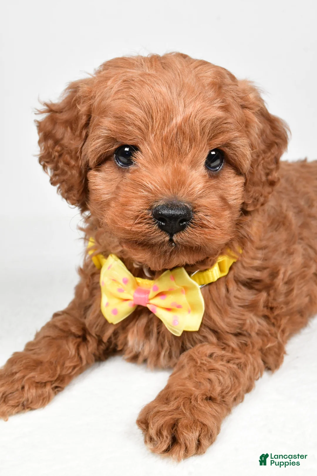 Cockapoo dogs for sale: Rascal - Ad 5