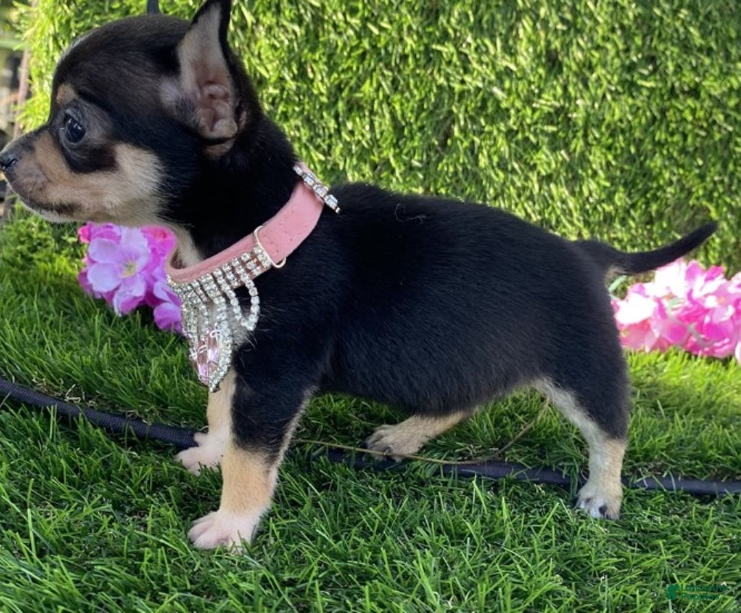 Chihuahua dogs for sale: Chihuahua Puppy 1 - Ad 1