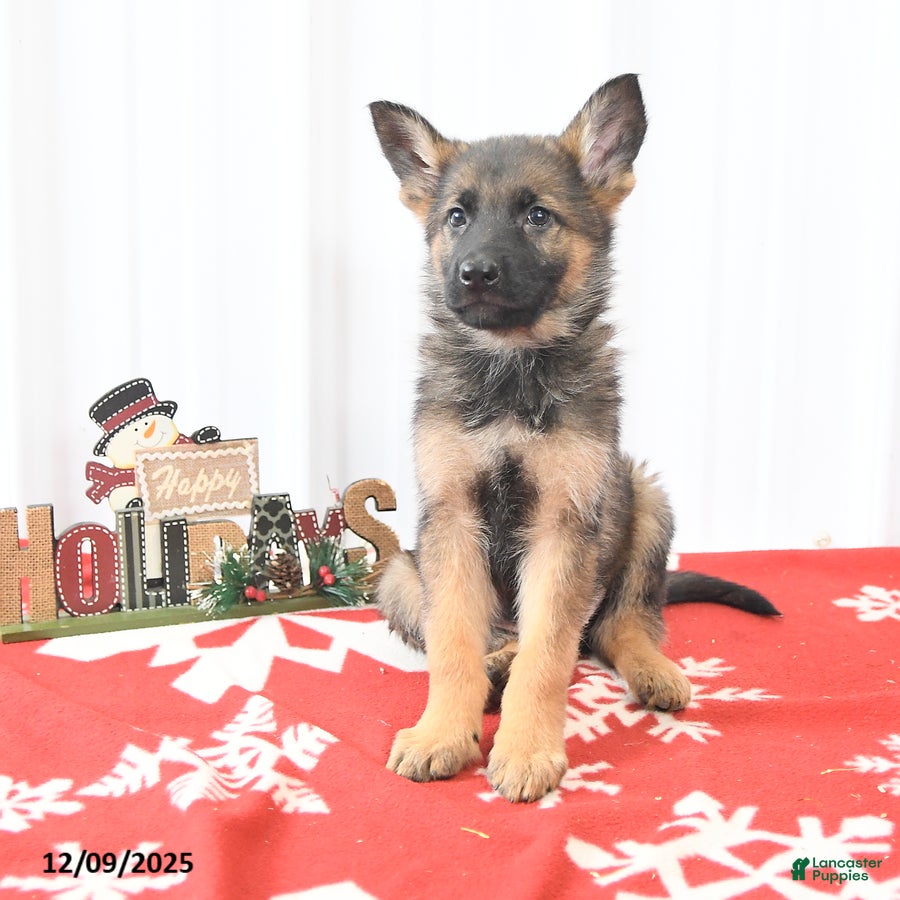 German Shepherd dogs Logo - Ad 30