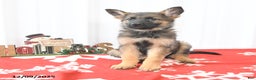 German Shepherd dogs for sale: Logo - Ad 1