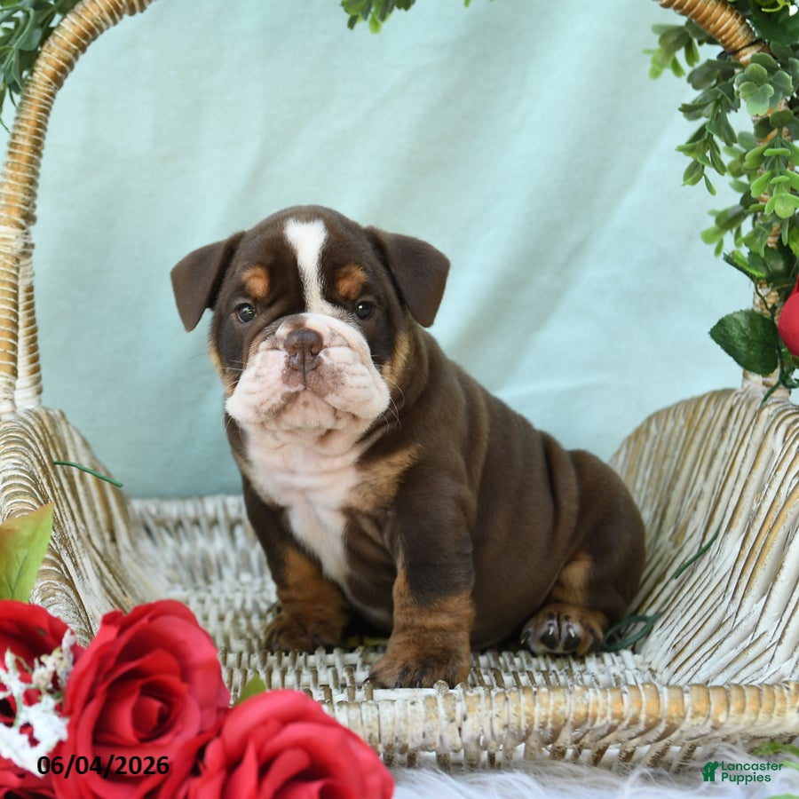 English Bulldog dogs for sale: Dallas - Ad 3